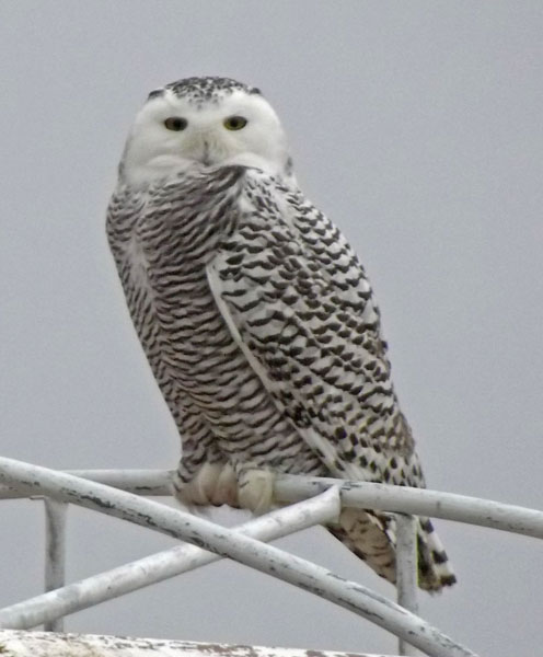 Snowy Owl